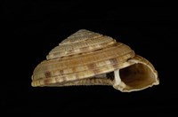 藏品(夸氏車輪螺)的圖片